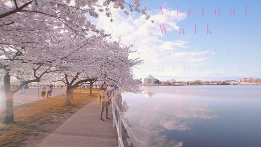 Virtual Walk - Cherry Blossom - Washington DC USA