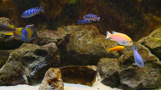 AQUARIUM - Malawi Aquarium 3
