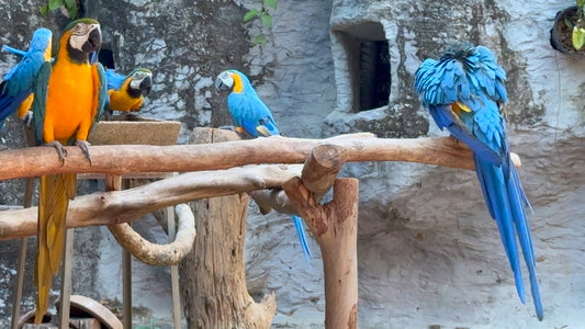 ANIMAL   - 1 Hour Blue Yellow Macaw and Salmon Crested Cockatoo