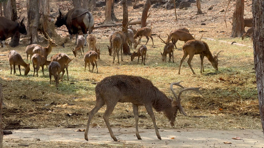 ANIMAL - 1 Hour Deer Park Scenes with Nature Sounds