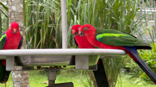 ANIMAL - 2 Hours of Bird Feeders in Bird Paradise