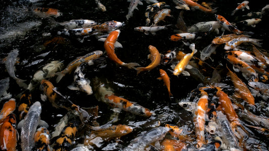 ANIMAL - 4K Slow Motion Koi Pond with Calming Water Sounds