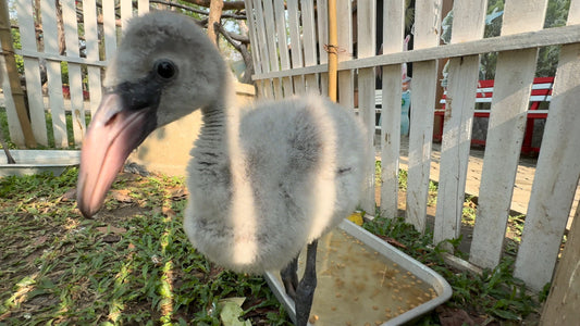 ANIMAL - Adorable Baby Flamingos