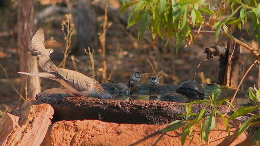 ANIMAL - Bird Bath with Bird Sound