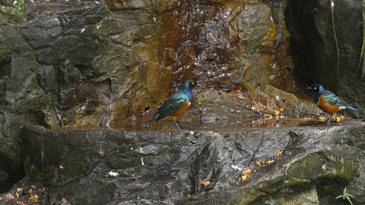 ANIMAL - Bird Bath with Soothing Piano Music