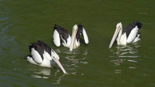 ANIMAL - Bird Symphony - Lakes Waterbirds with Nature Sounds