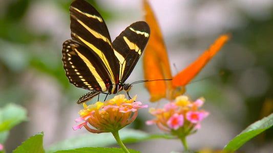 ANIMAL - Butterflies and Flowers with Jungle Sounds