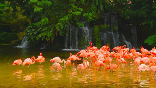 ANIMAL - Cute Flamingos without Sound