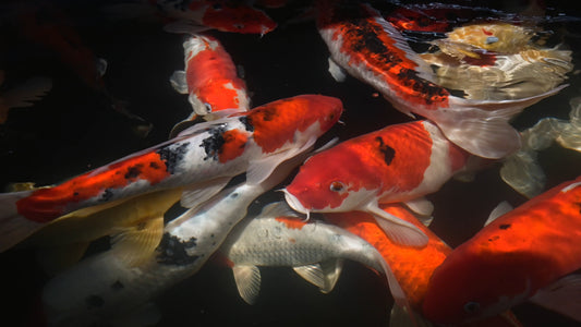ANIMAL - Koi at Chiang Mai Zoo - Thailand