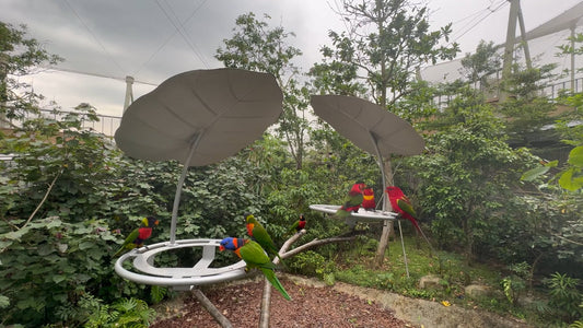 ANIMAL - Lorry Keet Explorer Walk - Bird Paradise - Singapore