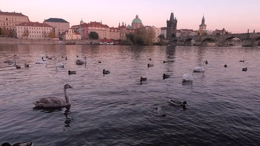 ANIMAL - Ducks and Swans on the Vltava River in Praque - Czech Republic