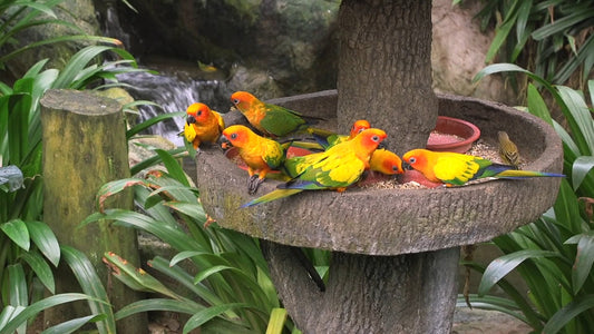 ANIMAL - Tropical Bird Bath with Relaxing Water Sounds
