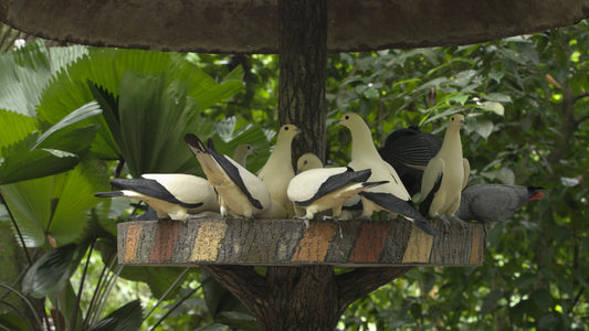 ANIMAL - Tropical Bird Feeder