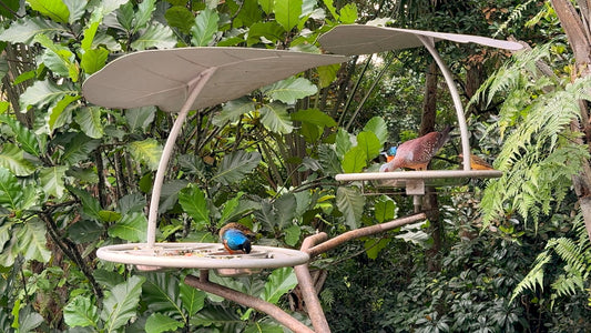 ANIMAL - Tropical Bird Feeder in Bird Paradise - Singapore