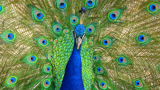 ANIMAL - Tropical Birds and Butterflies with Nature Sound