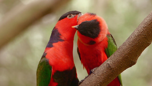 ANIMAL - Tropical Birds and Gardens with Piano Music