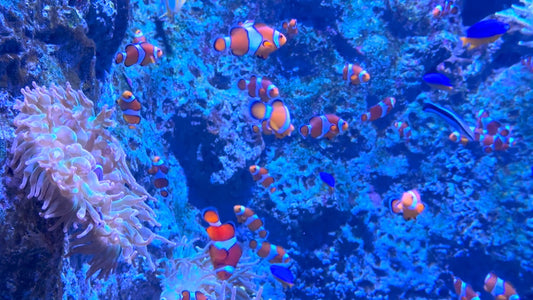 AQUARIUM  - 1 Hour of Beautiful Clownfish and Coral Reef with Ocean Sounds and Relaxing Music