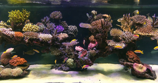 AQUARIUM - 2 Hour Tropical Reef Aquarium with Water Sounds