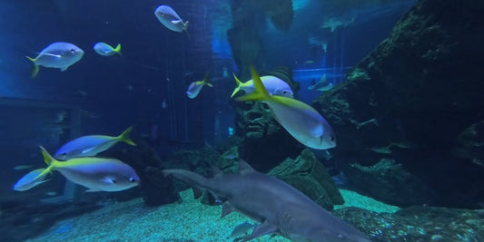 AQUARIUM - 360 VR Aquarium Shark Tank with Stingrays