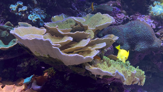 AQUARIUM  - Great Barrier Reef Aquarium - 4 Different Views with Relaxing Music