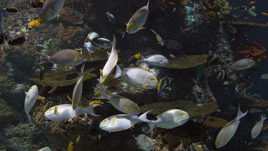 AQUARIUM - Active Coral Reef Aquarium with Water Sounds and Relaxing Music