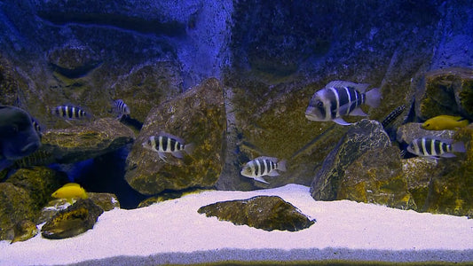 AQUARIUM - Aquarium - Tanganjika 1
