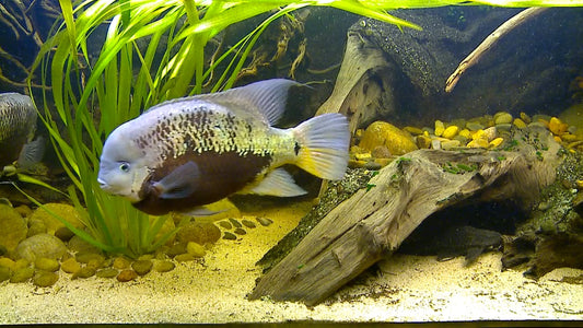 AQUARIUM - Aquarium Americas Fishes 1
