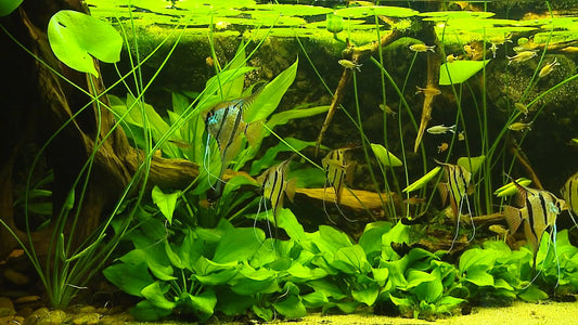 AQUARIUM - Aquarium Americas Fishes 2