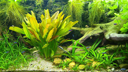 AQUARIUM - Aquarium Americas Fishes 3