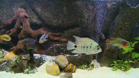 AQUARIUM - Aquarium Americas Fishes 4