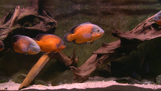 AQUARIUM - Aquarium Americas Fishes 5