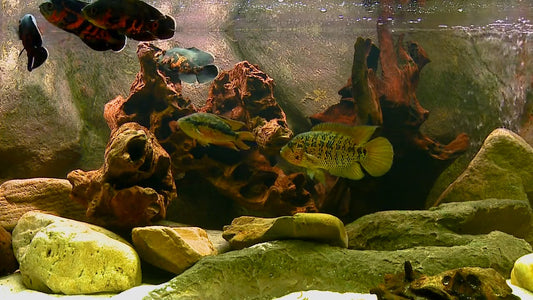 AQUARIUM - Aquarium Americas Fishes 6 with Music
