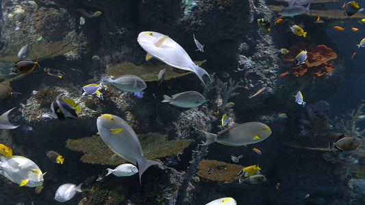 AQUARIUM - Aquarium Coral Reef - Soothing Scenes with Relaxing Music