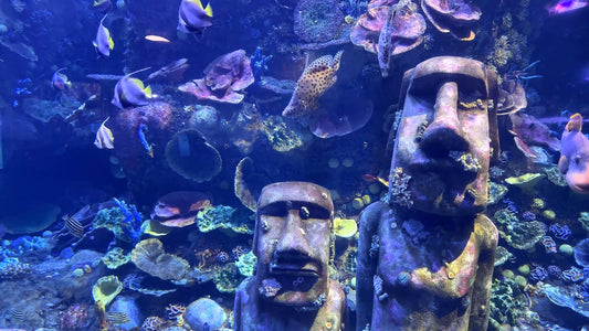 AQUARIUM  - Aquarium Coral Reef and Groupers and much more