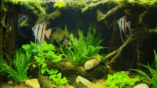AQUARIUM  - Aquarium Moonfishes