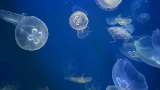 AQUARIUM - Aquarium Moonjellies