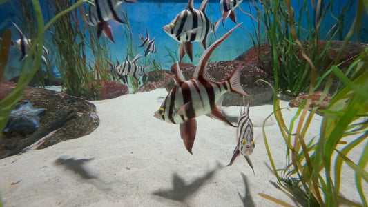 AQUARIUM - Aquarium Old Wife Fish - Enoplosus Armatus