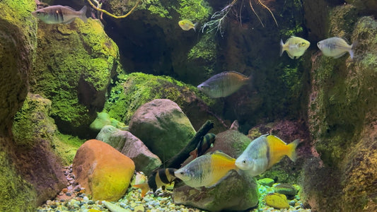 AQUARIUM - Aquarium Rainbow Fish 1