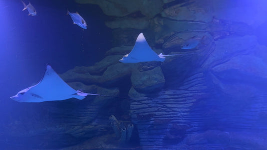AQUARIUM - Aquarium Rocks Oceans with Music