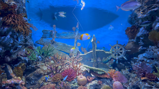 AQUARIUM  - Aquarium Sea Wreck with Water Sounds