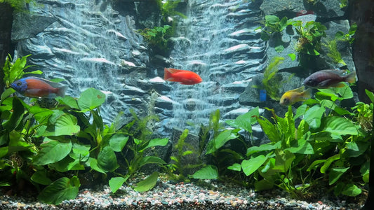 AQUARIUM - Art Deco Waterfall Aquarium with Cichlids 2