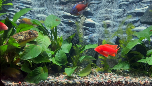 AQUARIUM - Art Deco Waterfall Aquarium with Cichlids (Closer View)