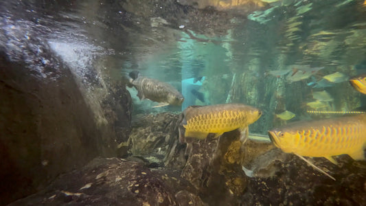 AQUARIUM - Asian Arowana Aquarium