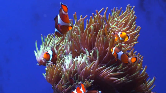AQUARIUM - Baby Aquarium - Clownfish Film