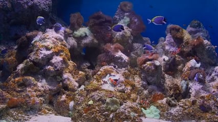 AQUARIUM - Baby Aquarium - Clownfish Tank