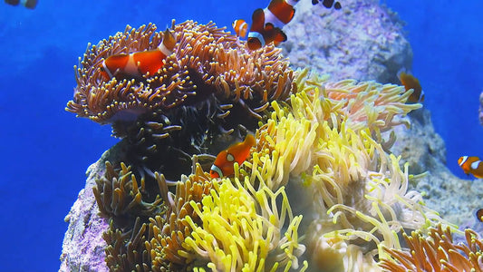 AQUARIUM - Baby Aquarium - The Baby Clownfish