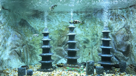 AQUARIUM - Banded Archerfish Aquarium