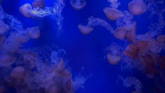 AQUARIUM - Black Nettle Jellyfish with Water Sounds