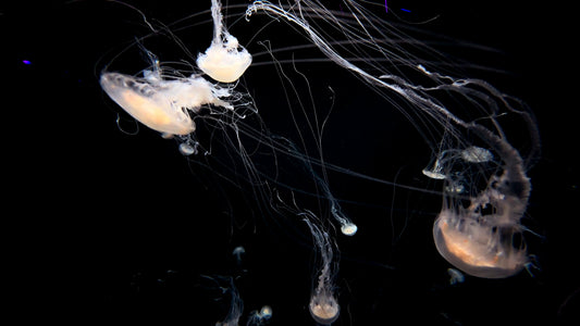 AQUARIUM - Box of Jellyfish with Music
