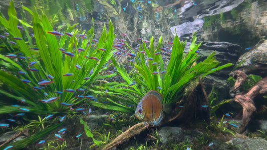 AQUARIUM - Cardinal Tetra Aquarium with Water Sounds